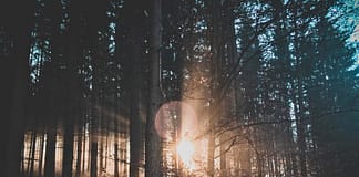 Dense Forrest with sunlight peeking through - Energy Orbiting Manifestation System Guarantees Results
