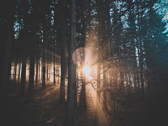 Dense Forrest with sunlight peeking through - Energy Orbiting Manifestation System Guarantees Results