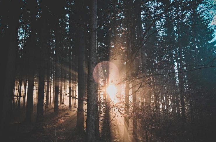 Dense Forrest with sunlight peeking through - Energy Orbiting Manifestation System Guarantees Results