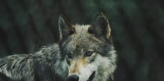 Alfa Wolf - Leader of The Pack - Perceived An Effective Leader