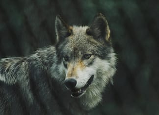 Alfa Wolf - Leader of The Pack - Perceived An Effective Leader