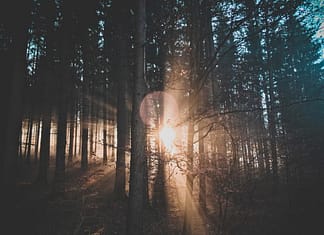 Dense Forrest with sunlight peeking through - Energy Orbiting Manifestation System Guarantees Results